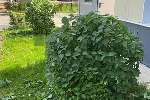 Результаты благоустройства